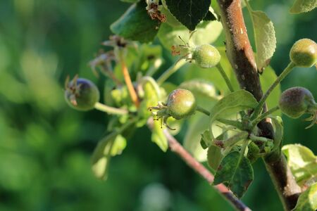 Young born green fruit apples on tree branchの写真素材