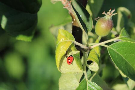 Ladybird in the garden, close upの写真素材