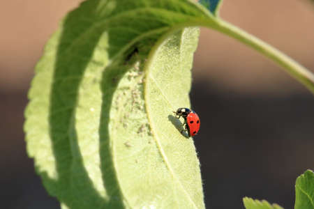 Ladybird in the garden, close upの写真素材