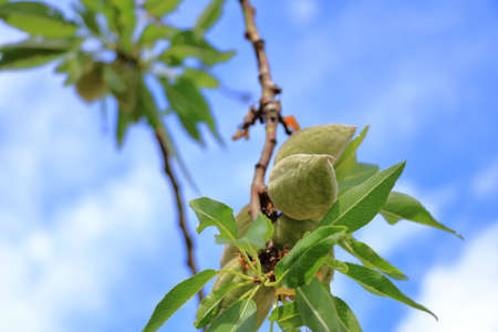 New harvest of almonds, almonds on the tree, Pfalz, Germanyの写真素材