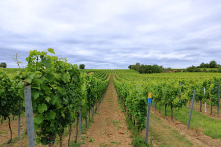 Rows with white wine grape plants in palatinate in Germany