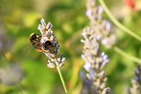 A Bumblebee (Bombus) on Lavender (Lavandula)