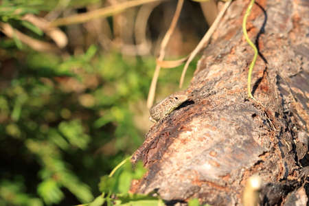 Lizard sitting on brown tree enjoying the evening sunの写真素材