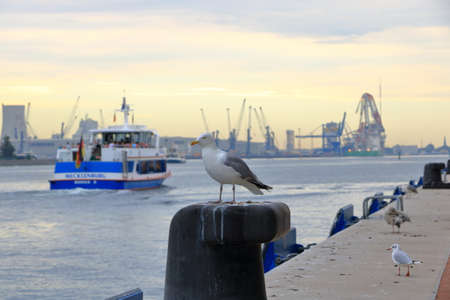 Lonely seagull looking in the harbor of Rostock-Warnem
