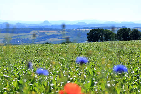 Young corn plants in a field, a Maize Agricultural and farm concept.の写真素材