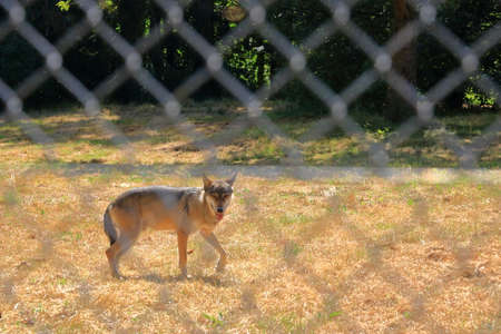 Wolf dog locked behind a fence in the wildlife Park in Silz / Palatinate in Germanyの写真素材