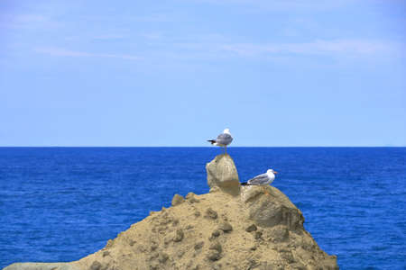Seagull bird or seabird standing feet on a sea beachの写真素材