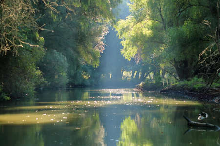 A river channel with a forest in Danube Delta, Romania