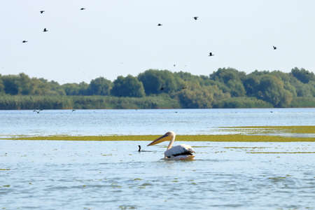 a group of pelicans in the Danube Delta in Romaniaの写真素材