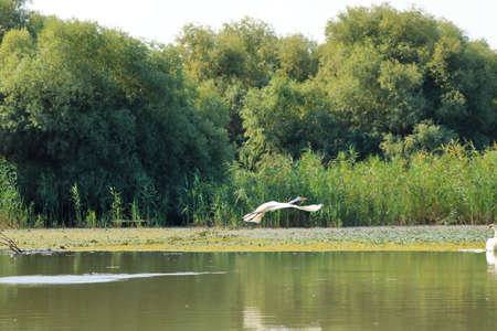 Beautiful heron white egret at the Danube Delta in Romaniaの写真素材