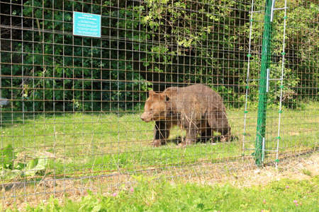 European brown bear in captivity in an enclosed wildlife area.の写真素材