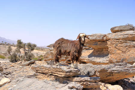 Goat in Jebel Shams Mountains, Omanの写真素材