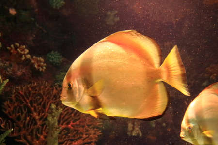 Exotic fish tank aquarium in Antalya in Turkey