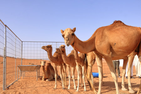 A camel with her three calfs in the desert in Omanの写真素材