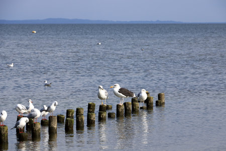 Seagulls on wooden poles in blue lake