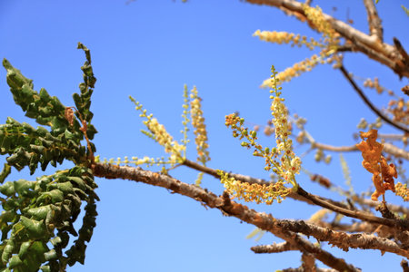 Detail of frankincense tree (Boswellia sacra) near Salalah in Omanの写真素材