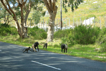 Baboons ( Papio ursinus ) strolling down the street in South Africaの写真素材