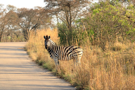 Cape Mountain Zebra (Equus zebra), Kruger National Park in South Africa.の写真素材