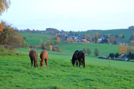 brown horses enjoy a field in autumnの写真素材