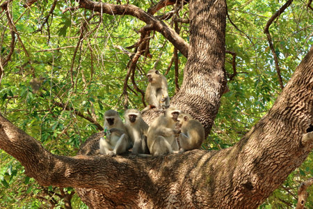 Vervet Monkey, Kruger National Park in South Africa