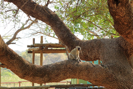 Vervet Monkey, Kruger National Park in South Africaの写真素材