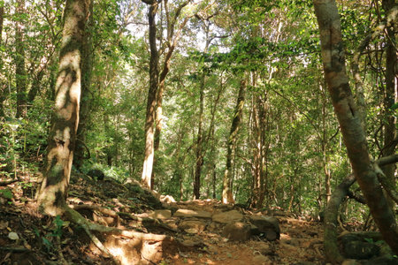 the Natural woodland at the southern tip of the mighty western ghats. Paithalmala is situated in...