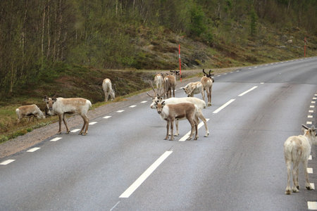 a Herd of reindeers (reindeer, Rangifer tarandus), walking on the street slowlyの写真素材