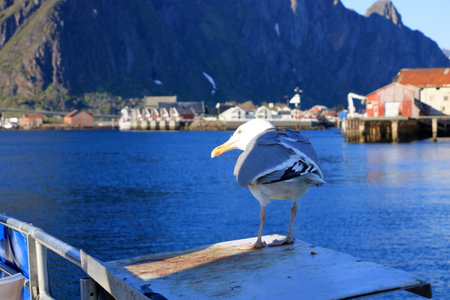 close-up of a seagull standing in front of Svolvaer, Lofoten, Norwayの写真素材