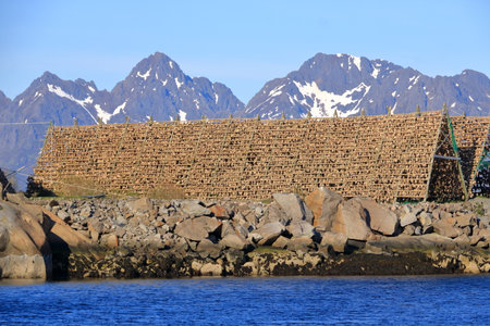 Stockfish, or dried fish, dries in the air in Svolvaer, Norway