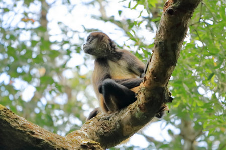 Spider monkey jumping on branches, Costa Rica
