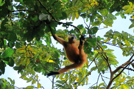 Spider monkey jumping on branches, Costa Rica