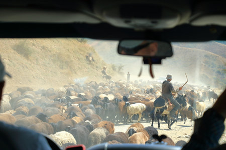 August 21 2023 - Kyrgyzstan in Central Asia: Kyrgyz herders get their goats and sheeps to high plateaus through on the roadのeditorial素材