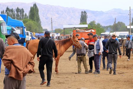 August 25 2023 - Kotschkor, Kochkor in Kyrgyzstan: Local people with buy and sell animals at the marketのeditorial素材