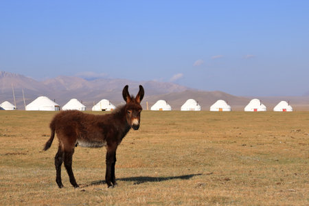donkey near Song kol lake, Kyrgyzstan in Central Asiaの写真素材