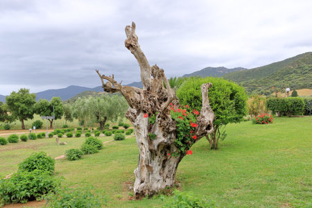 a typical landscape in Sardinia in spring, Italyの写真素材