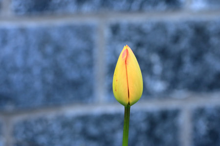 Close-up red yellow stripped tulip flowers in gardenの写真素材