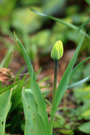 Close-up red yellow stripped tulip flowers in gardenの写真素材