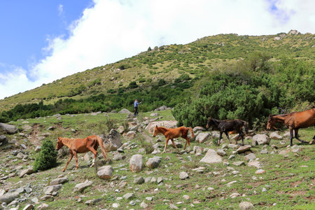 August 31 2023 - Semyonovka, Kyrchyn Valley in Kyrgyzstan: People riding horses in north of Kyrgyzstan mountainsのeditorial素材
