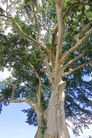 the Large Banyan ancient tree in Kayu Putih, Baru Village, Marga District, Tabanan Regency, Bali,...
