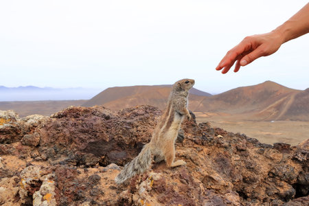 barbary ground squirrel asking for food at volcano caldera Calderon Hondo at Fuerteventura, Atlantoxerus getulusの写真素材