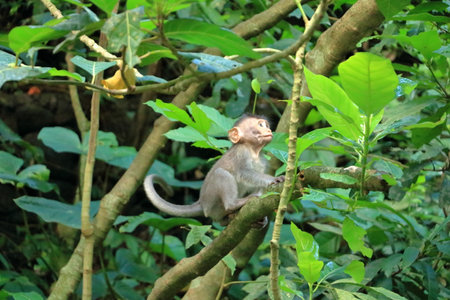 Long-tailed macaques (Macaca fascicularis) in the Sacred Monkey Forest, Ubud, Indonesia