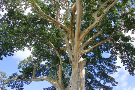 the Large Banyan ancient tree in Kayu Putih, Baru Village, Marga District, Tabanan Regency, Bali,...