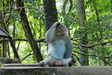 Long-tailed macaques (Macaca fascicularis) in the Sacred Monkey Forest, Ubud, Indonesia