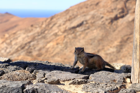 Barbary ground squirrel (Atlantoxerus getulus) sitting on a rock, Fuerteventura, Canary Islands in Spainの写真素材