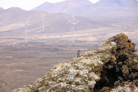 Curious barbary ground squirrel at volcano caldera Calderon Hondo at Fuerteventura, Atlantoxerus...