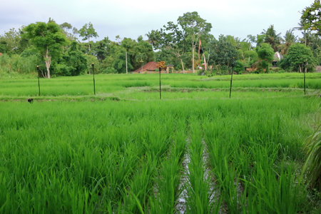 green rice terrace field in Bali in Indonesiaの写真素材