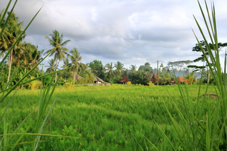green rice terrace field in Bali in Indonesiaの写真素材