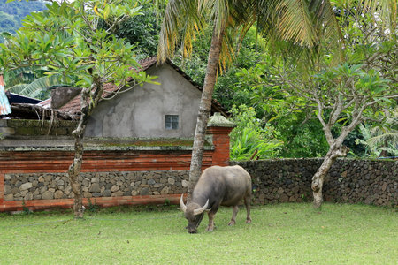 Tenganan Village, inhabited by the original people of Bali near Candidasa, Bali in Indonesiaの写真素材