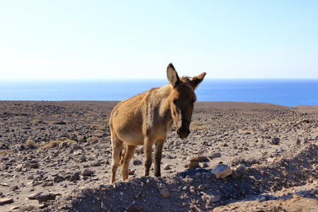 Donkey on dusty streets at Fuerteventura, Canary Islands in Spainの写真素材