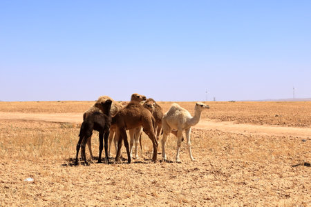 Camels in the desert, Jordanの写真素材